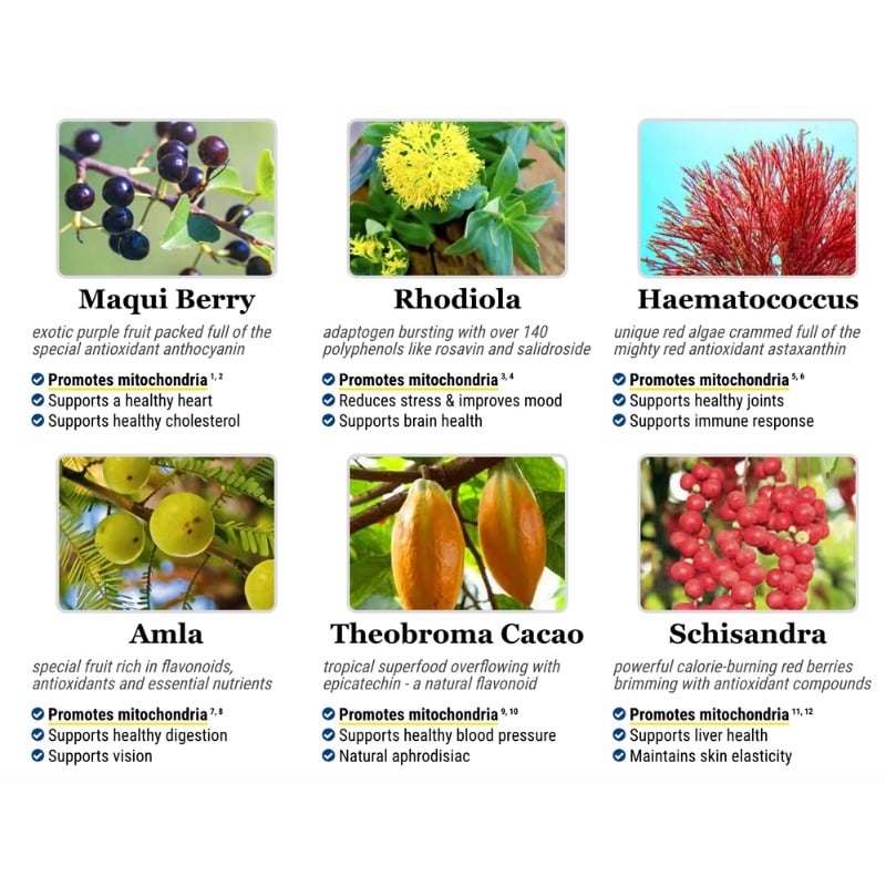 Mitolyn Supplement ingredients