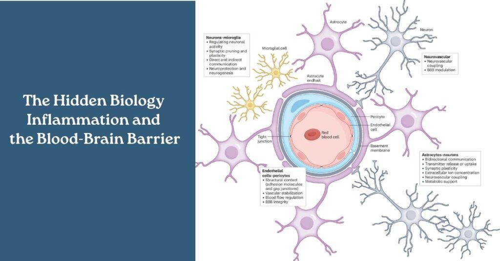 The Hidden Biology: Inflammation and the Blood-Brain Barrier