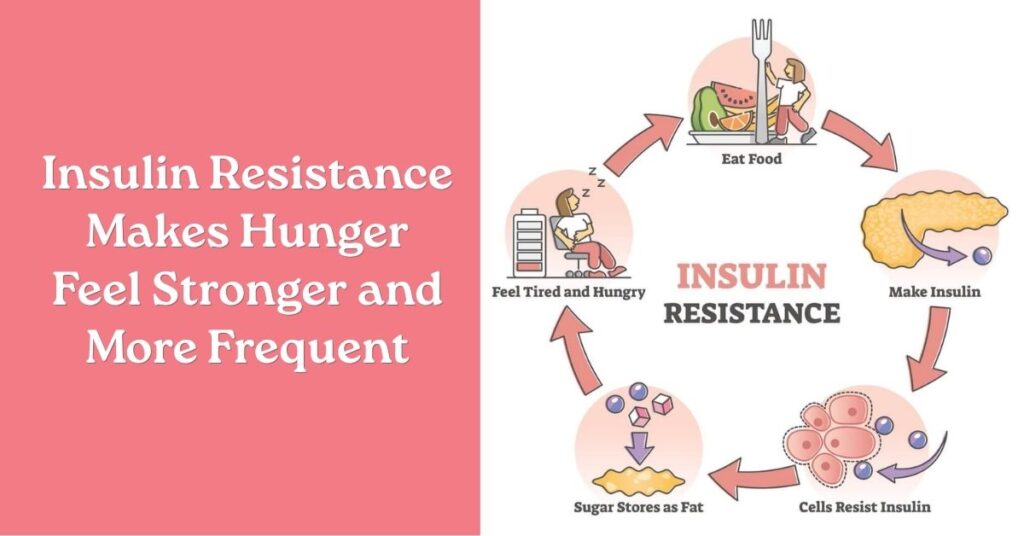 Insulin Resistance Makes Hunger Feel Stronger and More Frequent